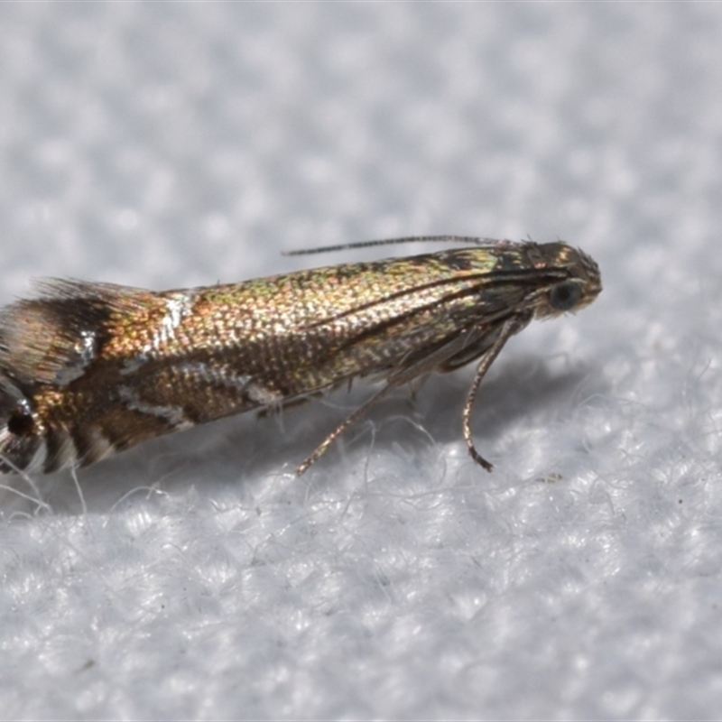 Glyphipterix palaeomorpha