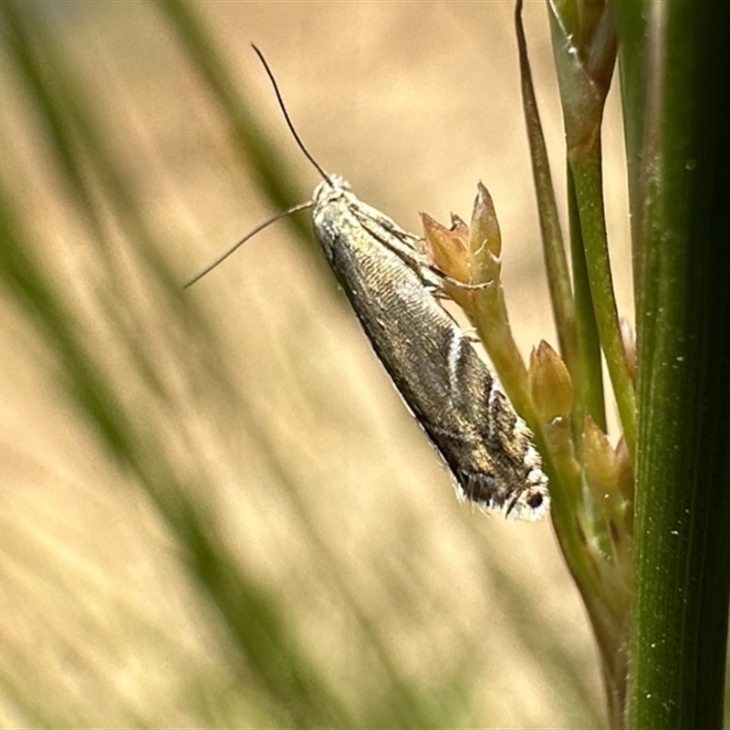 Glyphipterix palaeomorpha