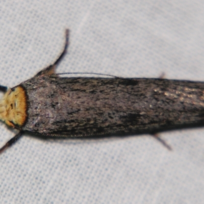 Thymiatris cephalochra