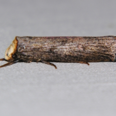 Thymiatris cephalochra
