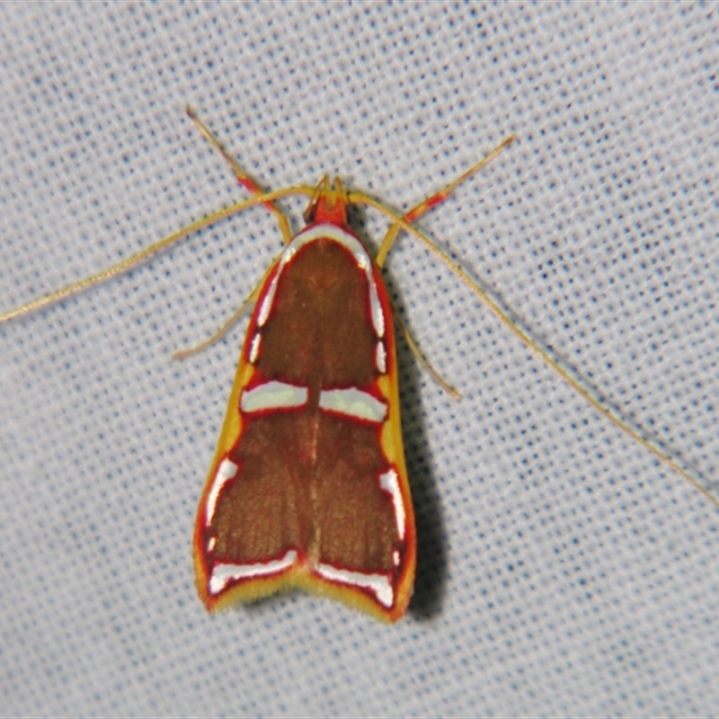 Barantola pulcherrima