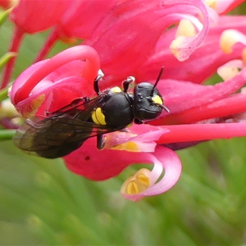 Amphylaeus morosus
