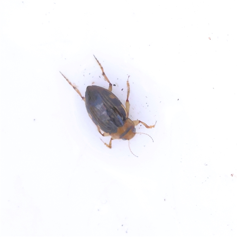 Necterosoma sp. (genus)