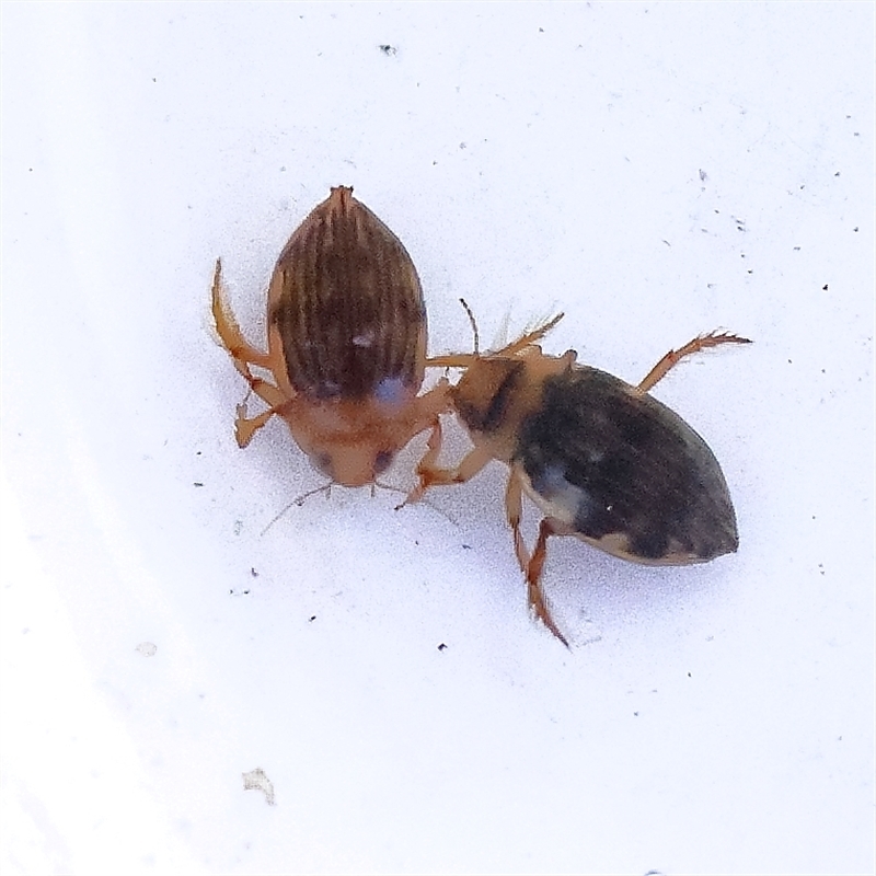 Necterosoma sp. (genus)