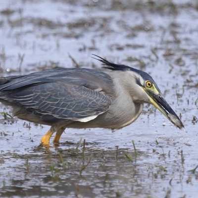 Butorides striata