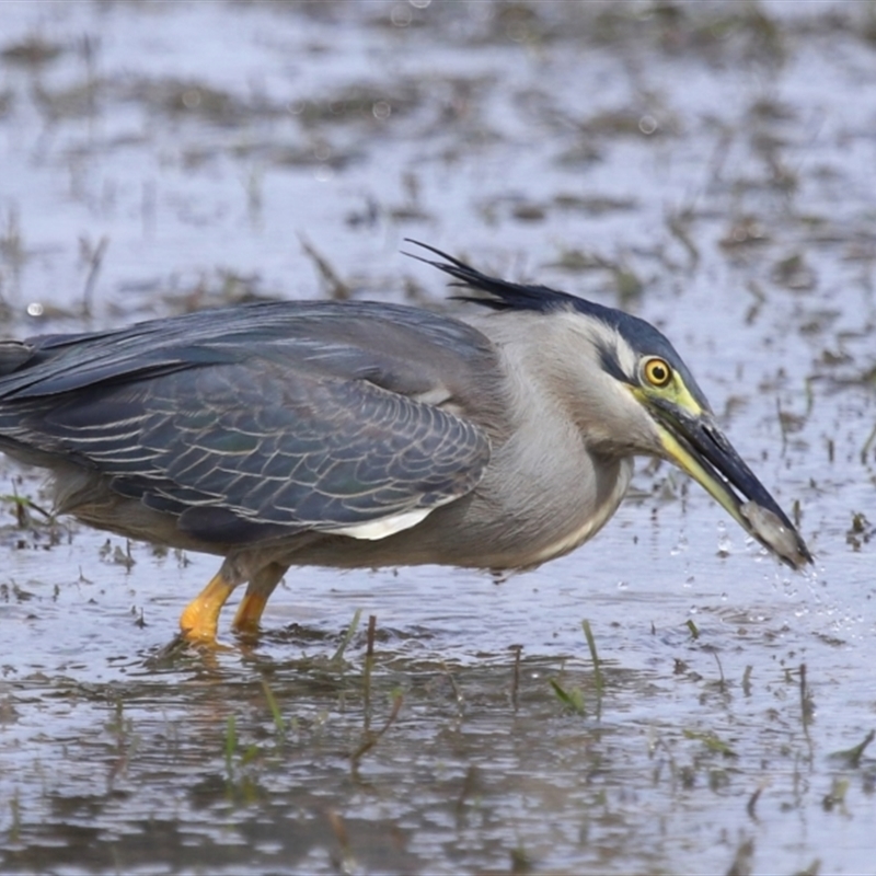 Butorides striata