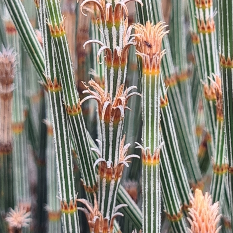 Allocasuarina crassa