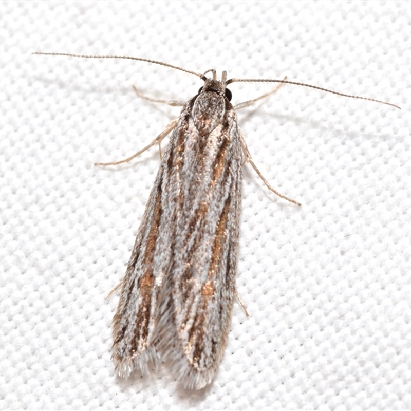Leistarcha (genus)