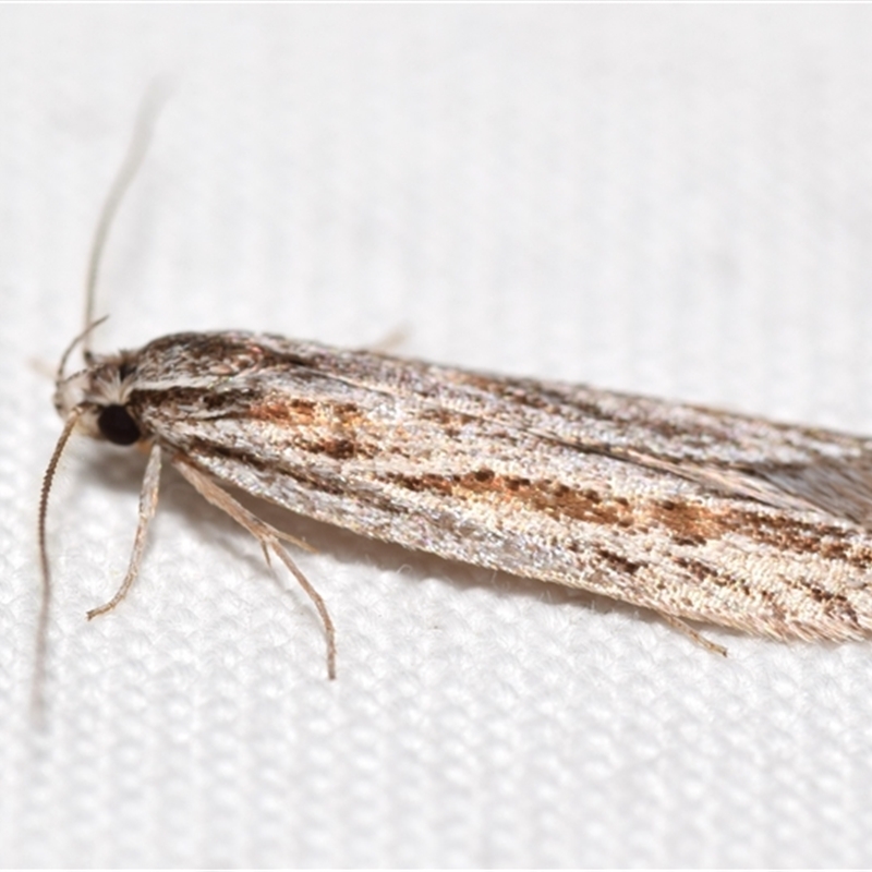 Leistarcha (genus)