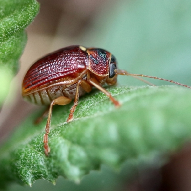 Cadmus (Cadmus) strigillatus