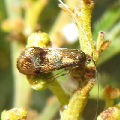 Nemophora panaeola