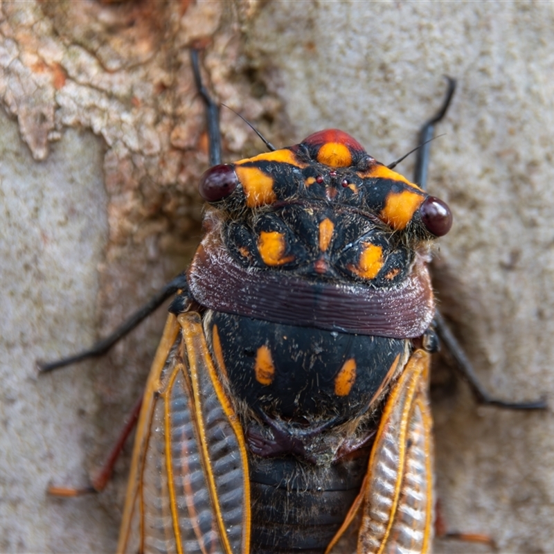 Macrotristria angularis