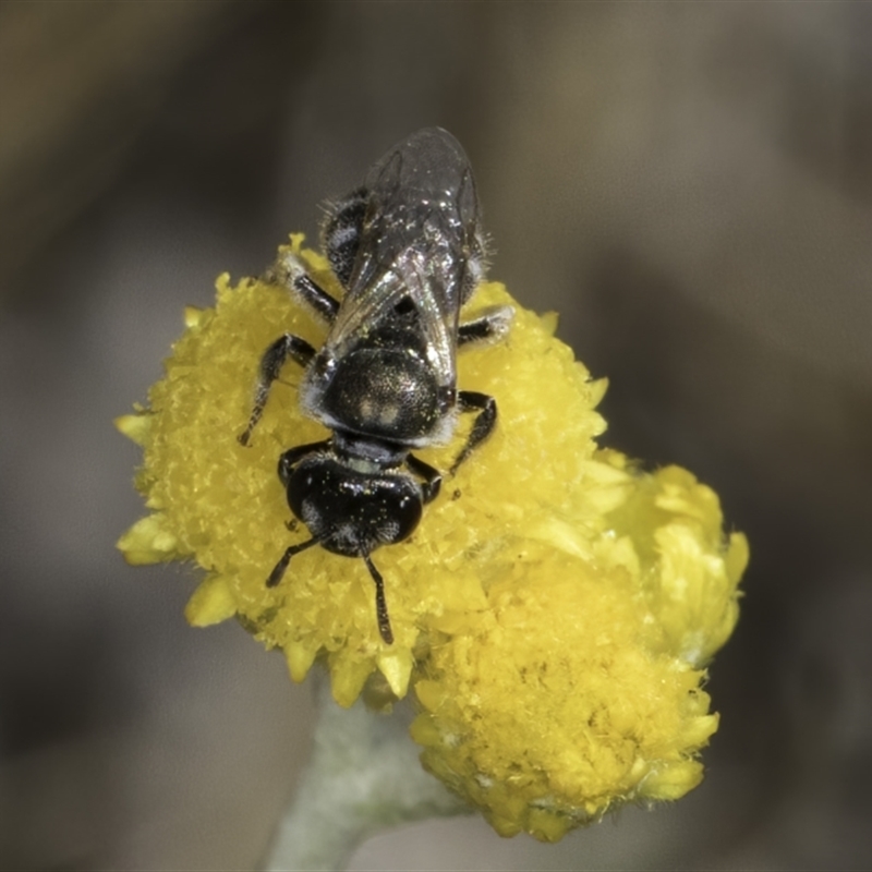 Lasioglossum (Parasphecodes) imitator