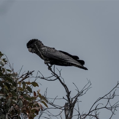 Calyptorhynchus banksii graptogyne