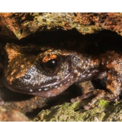 Taudactylus pleione