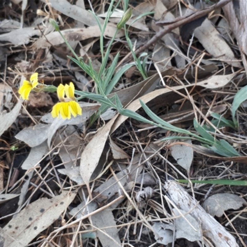 Goodenia glauca