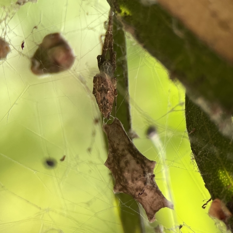 Zosis geniculatus