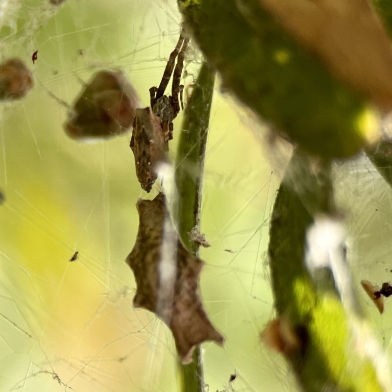 Zosis geniculatus