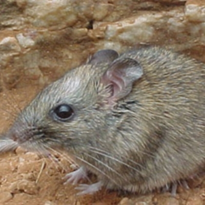 Zyzomys pedunculatus