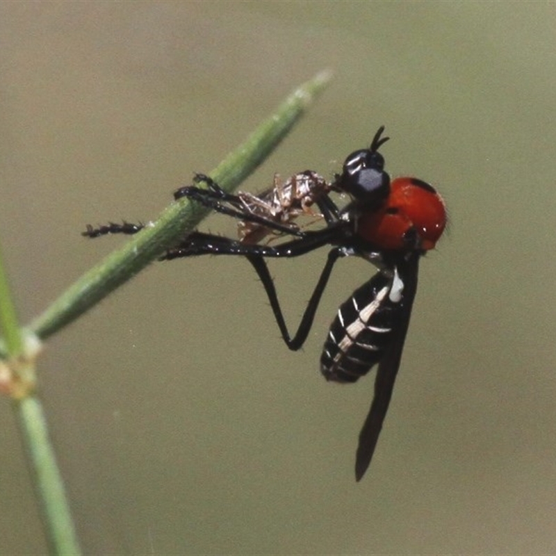 Cabasa pulchella