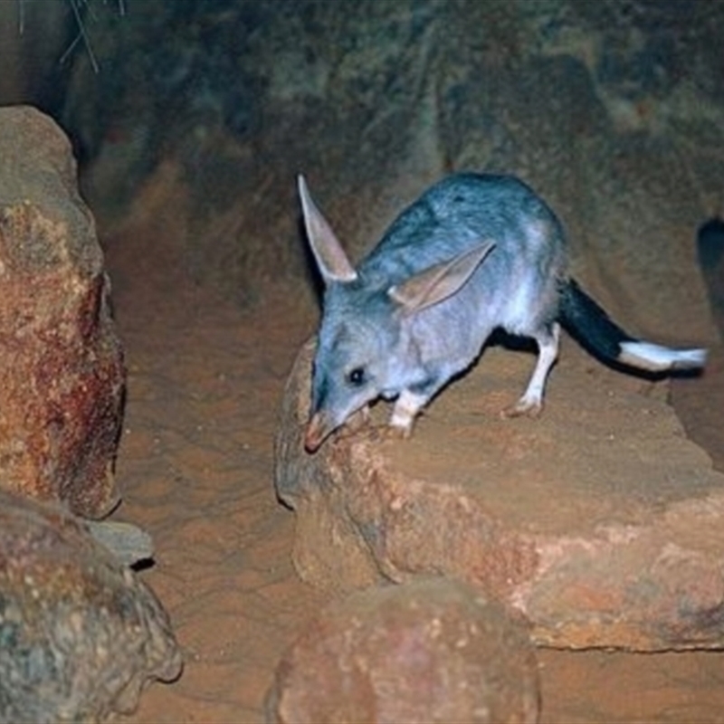 Macrotis lagotis