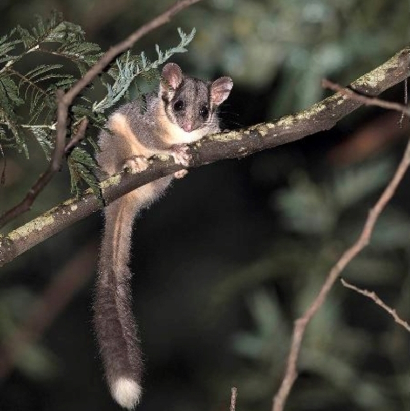 Gymnobelideus leadbeateri