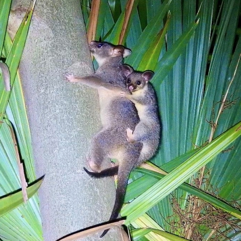 Trichosurus vulpecula arnhemensis