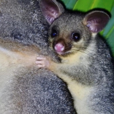 Trichosurus vulpecula arnhemensis