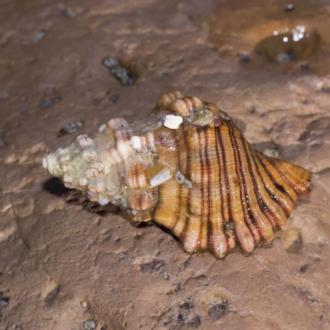 Shelly Beach, Gerroa 2010 (D. Dedenczuk)