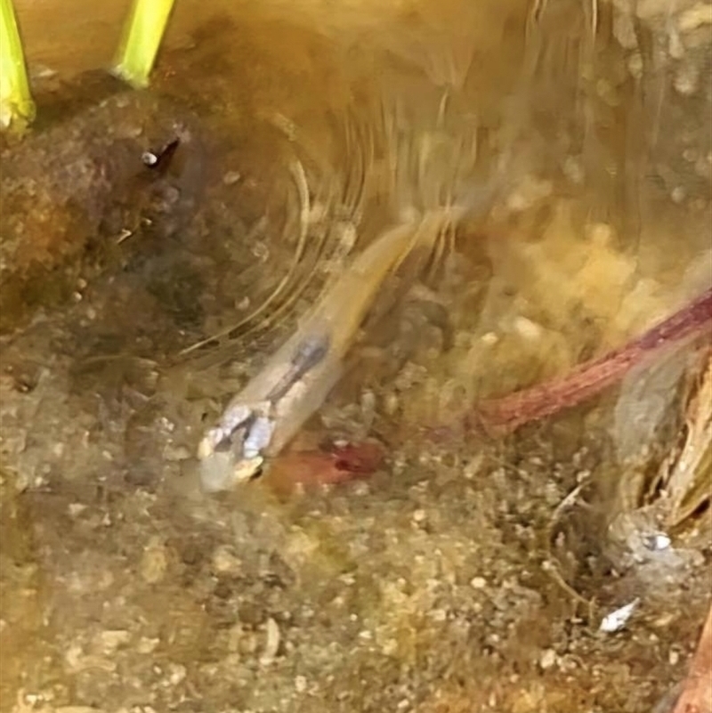 Scaturiginichthys vermeilipinnis
