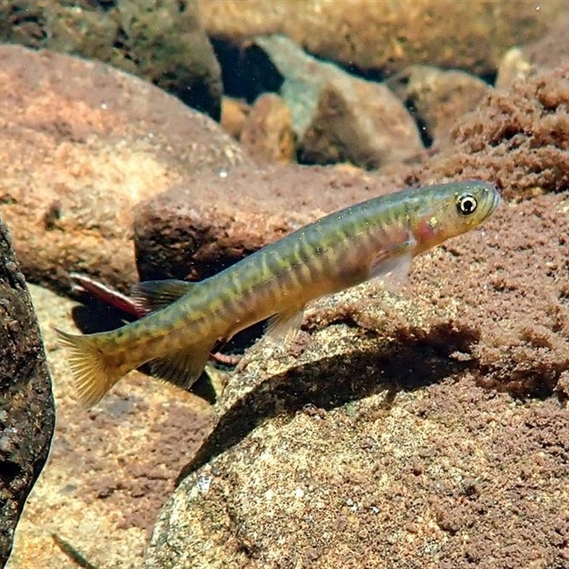 Galaxias fontanus