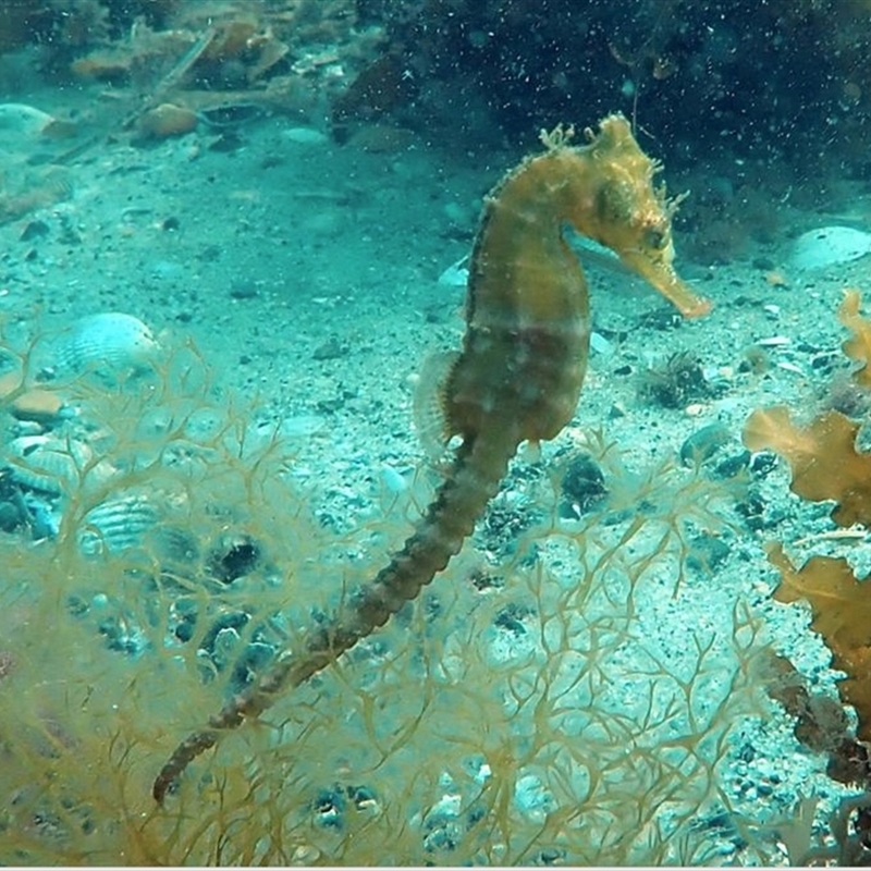 Hippocampus whitei