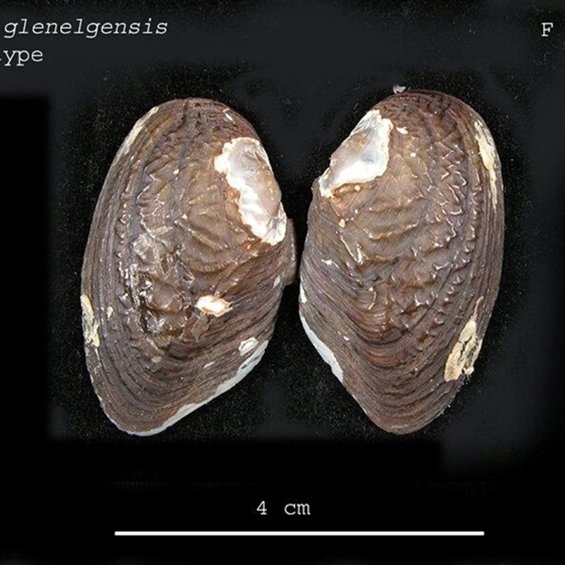 Hyridella glenelgensis