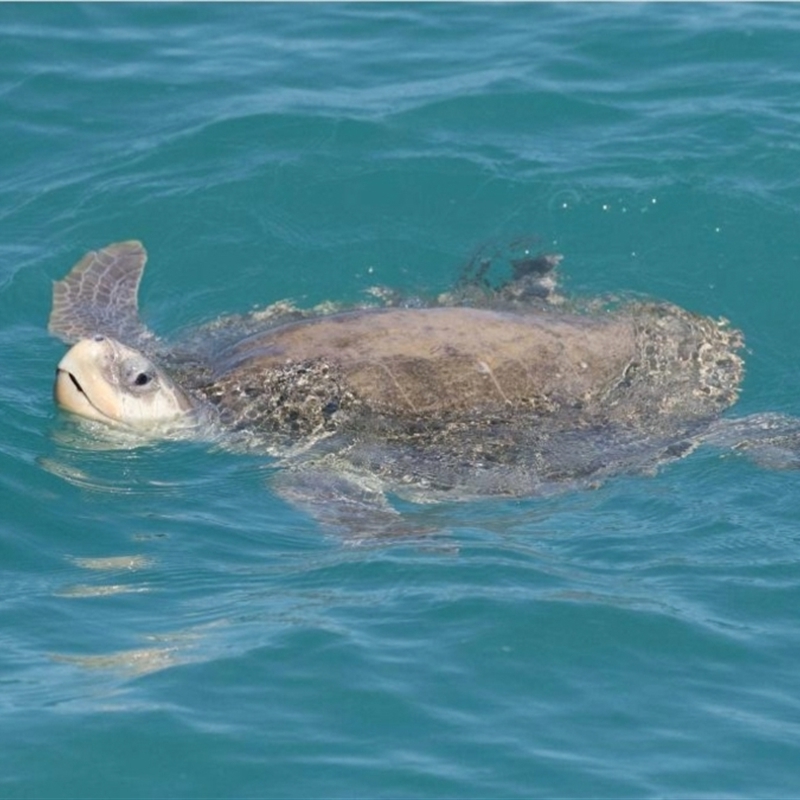 Lepidochelys olivacea