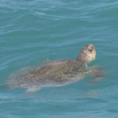 Lepidochelys olivacea