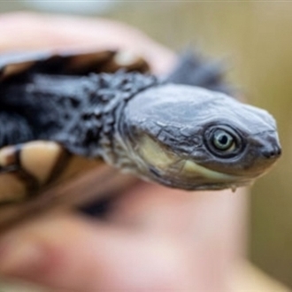 Photo: Nicolas Rakotopare (Threatened Species Recovery Hub & dcceew)