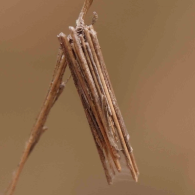 Oecobia frauenfeldi