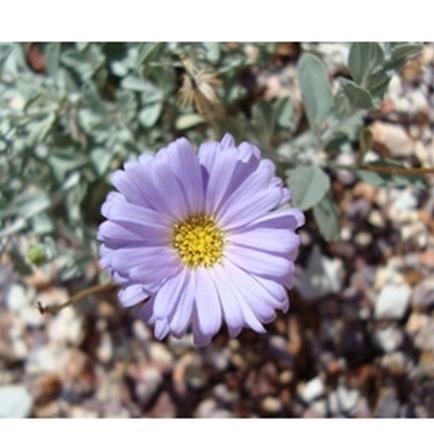 Olearia arckringensis