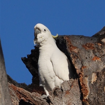 Cacatua galerita