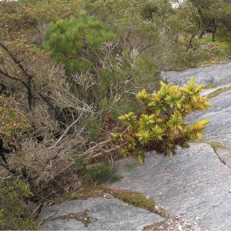 Andersonia axilliflora