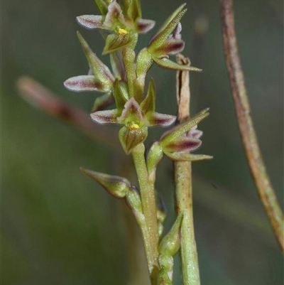 Prasophyllum taphanyx