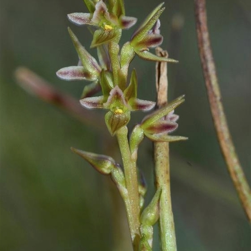 Prasophyllum taphanyx