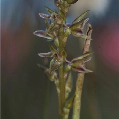 Prasophyllum taphanyx