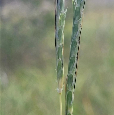 Dichanthium queenslandicum