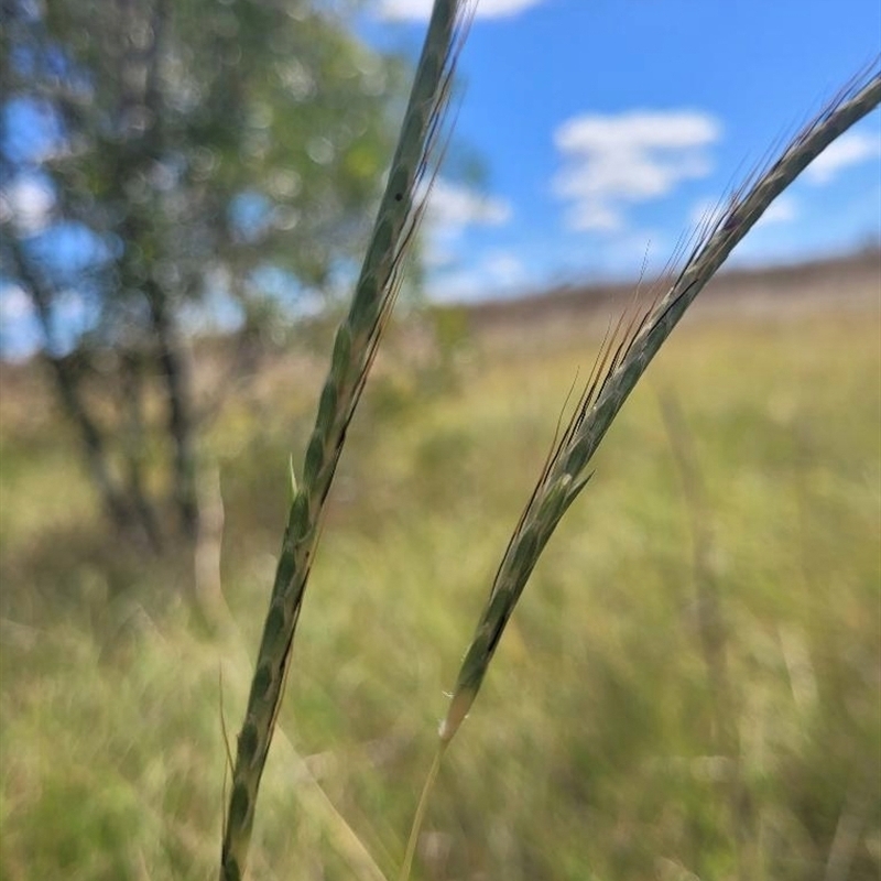 Dichanthium queenslandicum