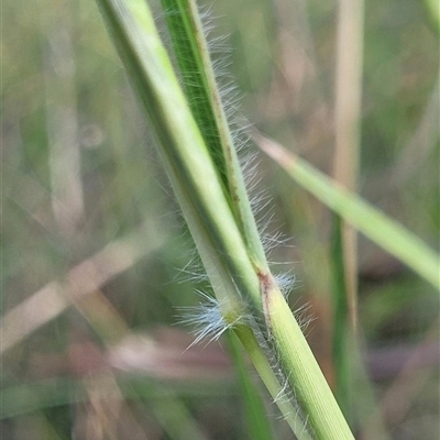 Dichanthium queenslandicum