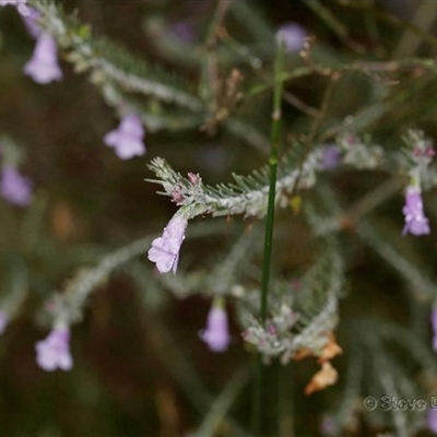 Eremophila subangustifolia