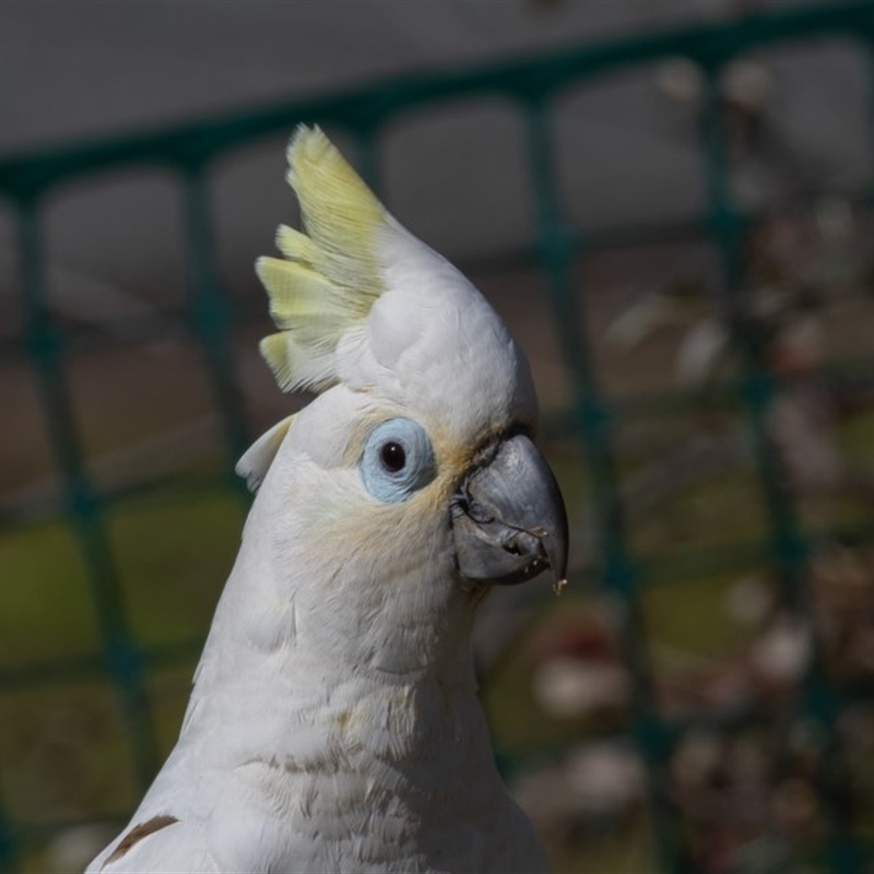 Cacatua galerita x tenuirostris/sanguinea (hybrid)