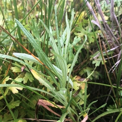 Senecio behrianus