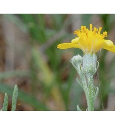 Senecio behrianus